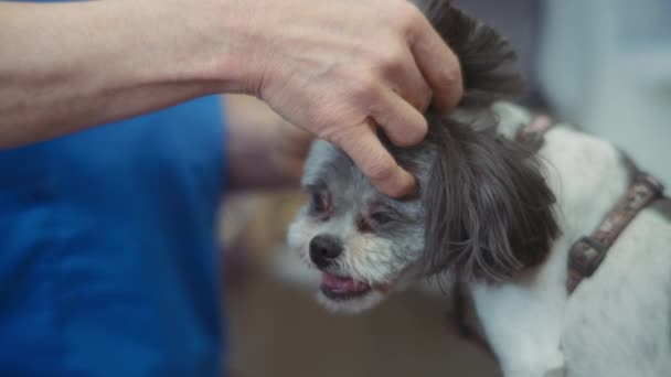 Veteriner Teftiş Sırasında Köpek Kulaklarını Kontrol Ediyor Yavaş Çekim — Stok video