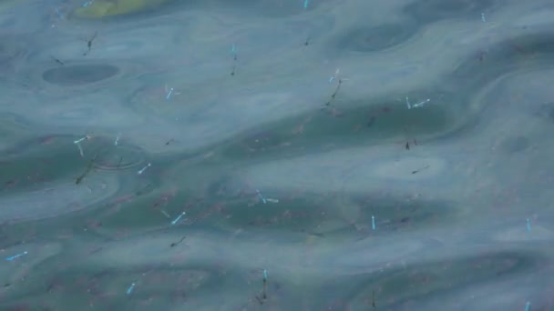 Vážky Létají Nad Jezerem Rybami Zpomalený Pohyb — Stock video