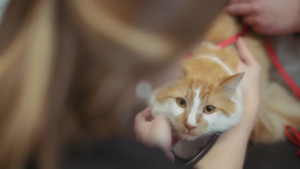 Kızıl Kedi Klinikteki Teftiş Sırasında Veterinere Bakıyor Yavaş Çekim — Stok video