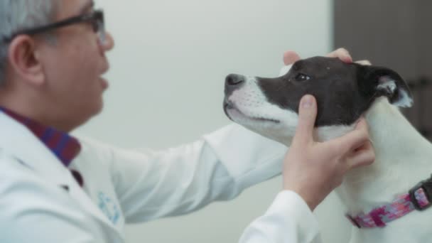 兽医在兽医诊所检查狗的耳朵 慢动作 — 图库视频影像
