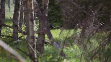 Ormanda yürüyen büyük vahşi siyah ayı. Yavaş çekim. 