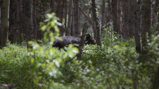 Sun Shining Walking Black Bear Middle Woods Slow Motion — Stock Video