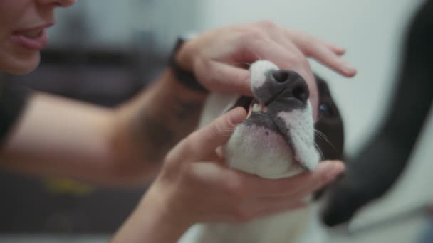 Ветеринар Проверяет Зубы Собак Время Регулярного Осмотра Медленное Движение — стоковое видео