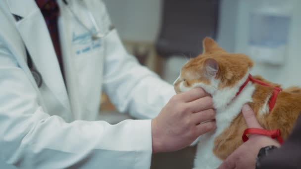 Veterinair Inspecteert Een Gemberkat Dierenkliniek Langzame Beweging — Stockvideo
