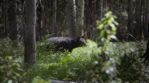 Wild Black Bear Forest Looking Camera Slow Motion — Stock Video
