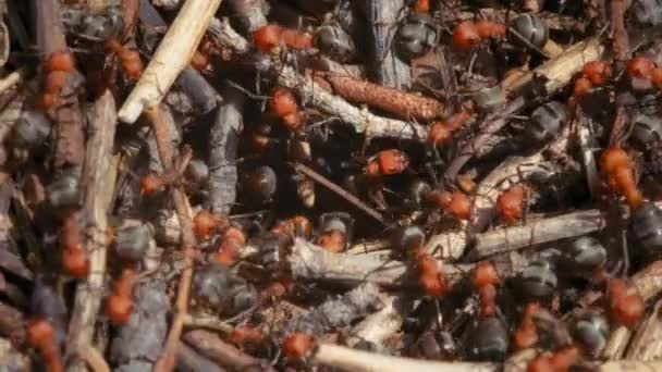 Colonia Hormigas Fuego Arrastrándose Por Bosque Movimiento Lento — Vídeos de Stock