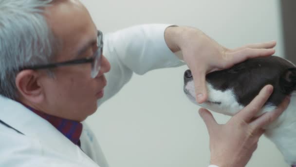 Veterinário Verificando Dentes Dos Cães Check Rotina Clínica Movimento Lento — Vídeo de Stock