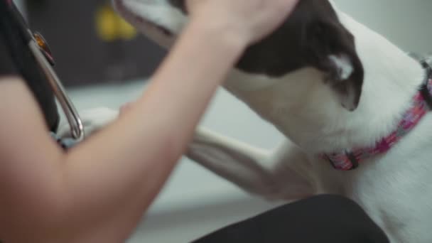 Черно Белая Собака Облизывает Лицо Ветеринарам Клинике Медленное Движение — стоковое видео