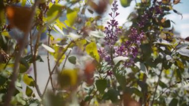 İlkbaharda mor çiçeklerle açan leylak ağacı. Yavaş çekim. 