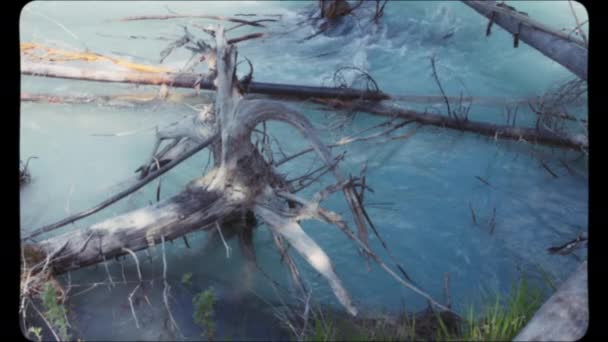 加拿大山区河流中的树木枯萎了 古旧电影看 — 图库视频影像