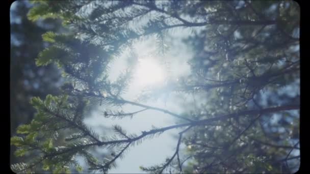 Yazın Çam Ağacı Dallarında Güneş Parlıyor Klasik Film Görünümü — Stok video