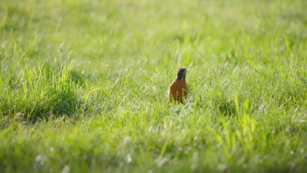 Robin Bird Flying Away Grass Slow Motion — Stock Video