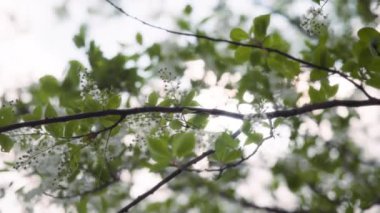 Baharda açan böğürtlen ağacının beyaz çiçekleri. Yavaş çekim. 