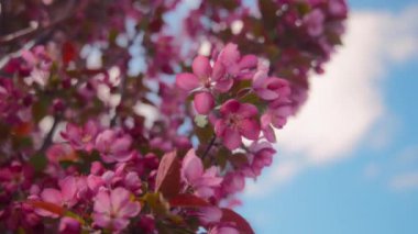 Baharda açan pembe çiçekli Japon kiraz ağacı. Yavaş çekim. 