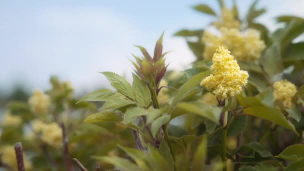 노란색 꽃으로 엘더베리 슬로우 — 비디오