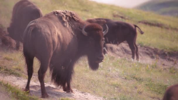 Vilda Bisoner Hjord Utfodras Fältet Nära Waterton Lakes National Park — Stockvideo
