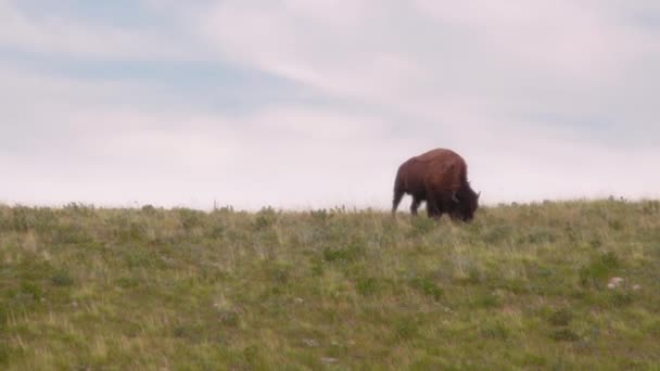 Enkel Buffel Bete Ängen Nära Waterton Lakes National Park Kanada — Stockvideo