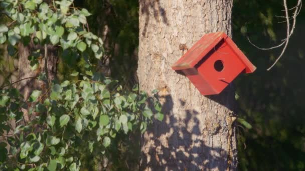 Handmade Red Birdhouse Tree Slow Motion — Stock Video