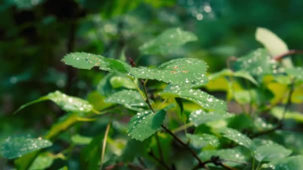Folhas Verdes Cobertas Gotas Água Após Chuva Movimento Lento Tiro — Vídeo de Stock