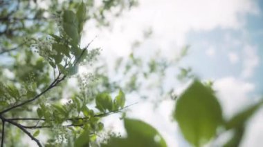 Baharda kiraz ağacı dallarında güneş parlıyor. Yavaş çekim. 