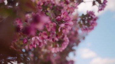 İlkbaharda kiraz ağacının pembe çiçekleri açar. Yavaş çekim. 