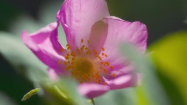 Makroda güneş ışığı altında pembe çiçek. Yavaş çekim. 