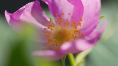 Makroda güneş ışığı altında pembe çiçek. Yavaş çekim. 