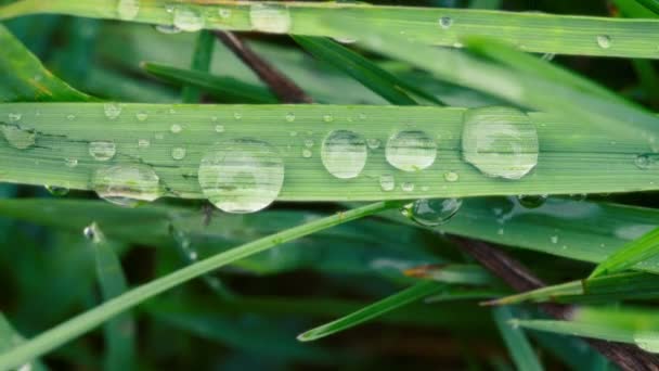 Большая Вода Падает Зеленый Лист После Дождя Медленное Движение Макро — стоковое видео
