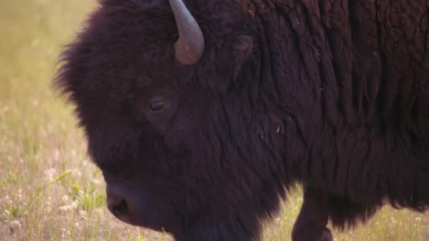 Närbild Buffel Promenader Ängen Waterton Lakes National Park Kanada — Stockvideo