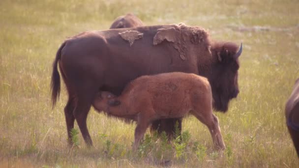 在加拿大沃特顿湖国家公园附近的野外 一只年轻的水牛正在以它的母亲为食 — 图库视频影像