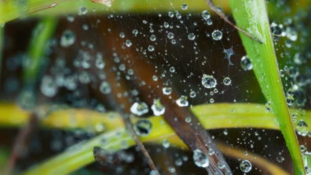 マクロは雨の後 水滴で覆われたクモのウェブを撮影した スローモーション — ストック動画