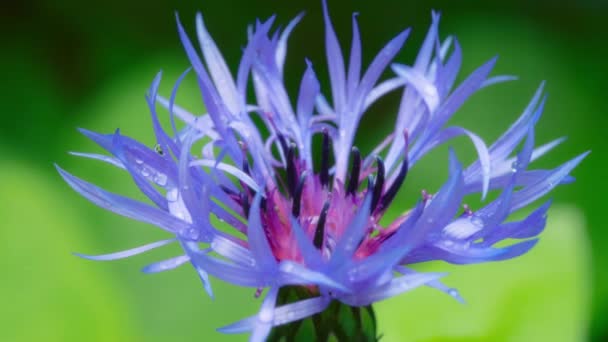 Μωβ Γαϊδουράγκαθο Λουλούδι Καλυμμένο Νερό Σταγόνες Μετά Βροχή Ένα Πράσινο — Αρχείο Βίντεο