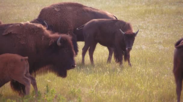 加拿大沃特顿湖国家公园的野牛群在田野里放牧 — 图库视频影像