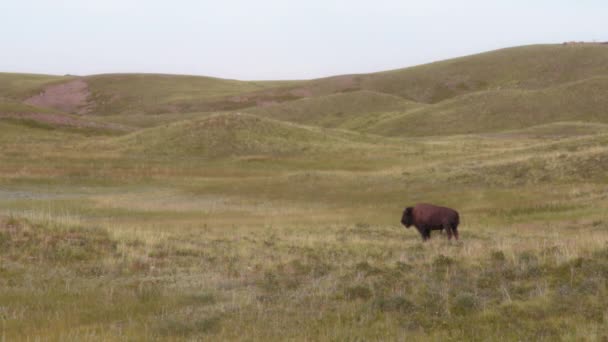 在加拿大沃特顿湖国家公园附近的草地上放养一只野牛 — 图库视频影像