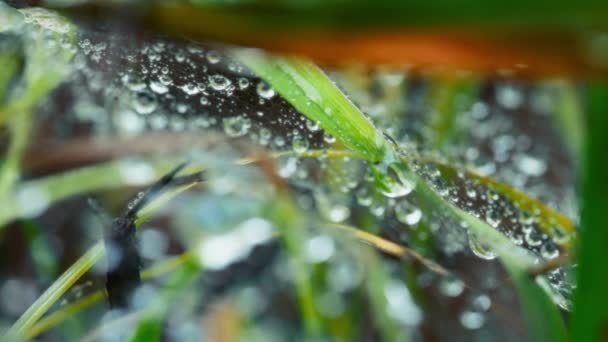 Pavučina Pokrytá Kapkami Vody Dešti Zpomalený Pohyb Makro Snímek — Stock video