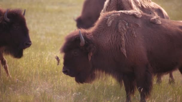 Bisons Besättning Betar Ängen Waterton Lakes National Park Kanada — Stockvideo