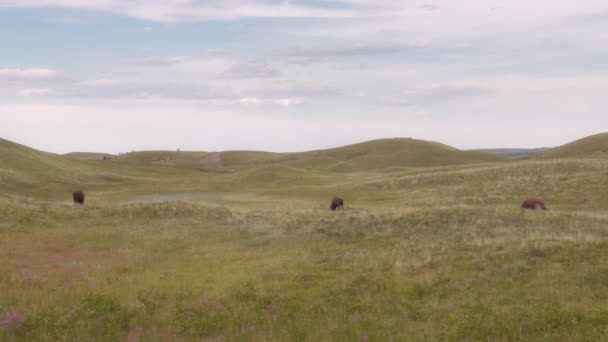 Herd Bisons Grazing Green Hills Waterton Lakes National Park Canada — Stock Video