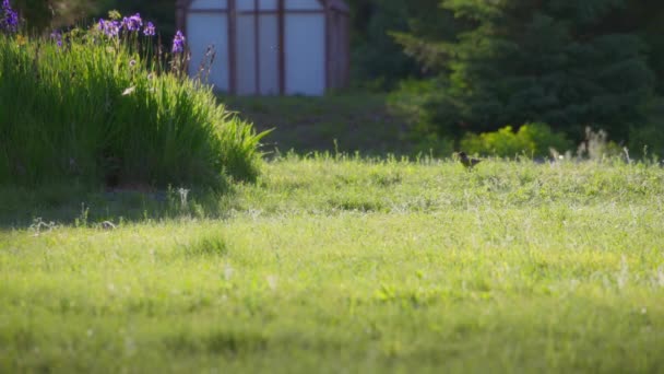 サンセットで庭でプライリー犬とロビン鳥 スローモーション — ストック動画