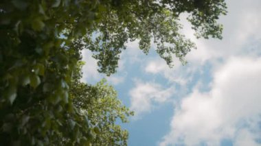 Baharda mavi gökyüzü arka planına karşı yeşil ağaç. Yavaş çekim. 