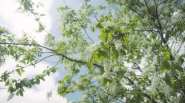 Baharda açan kiraz ağacının beyaz çiçekleri. Yavaş çekim. 