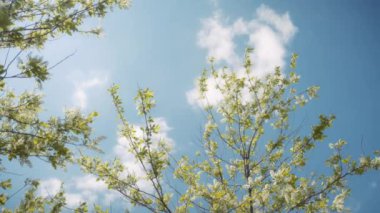 İlkbaharda mavi gökyüzü arka planına karşı kuş kiraz ağacı. Yavaş çekim. 