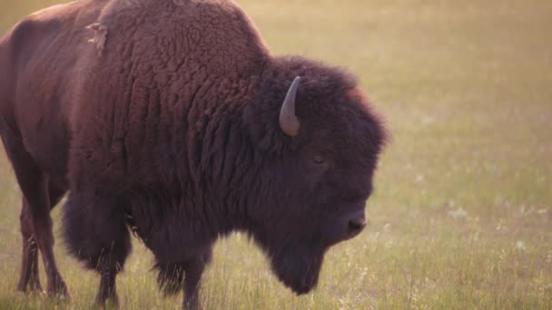 Primer Plano Gran Bisonte Salvaje Pastando Pastizal Parque Nacional Waterton — Vídeos de Stock