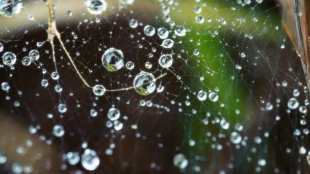 Dewdrops Gevangen Het Spinnenweb Langzame Beweging Macro Shot — Stockvideo