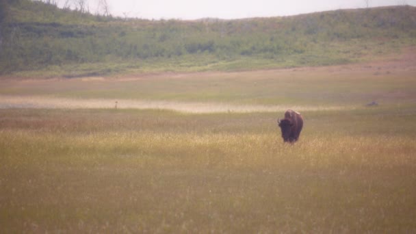 Lone Brown Bison Walking Field Waterton Lakes National Park Canada — Stock Video