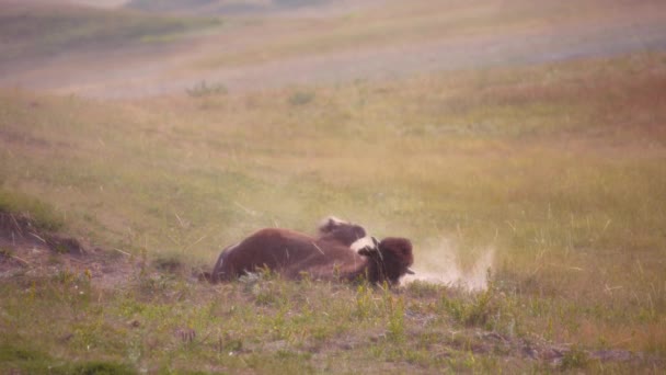 一只褐色的水牛在加拿大沃特顿湖国家公园附近的泥土中打滚 — 图库视频影像