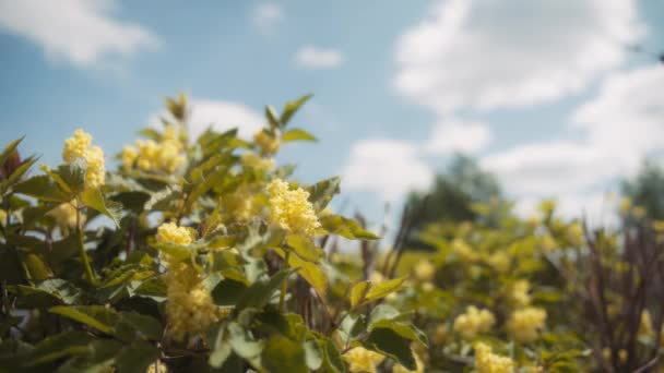 Árvore Sabugueiro Vermelho Florescendo Com Flores Amarelas Primavera Movimento Lento — Vídeo de Stock