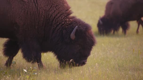 Buffalo Herd Grazing Meadow Waterton Lakes National Park Canada — Stock Video