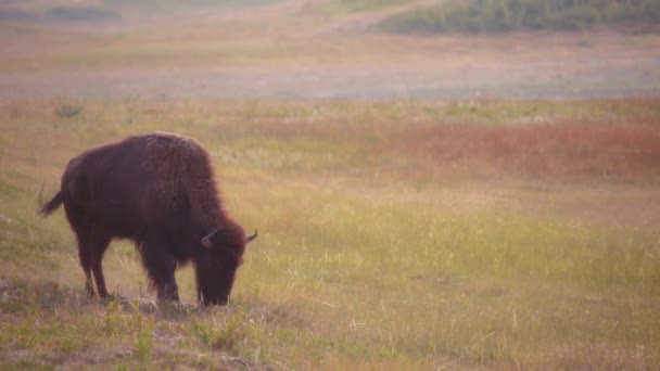 Brun Buffel Utfodring Fältet Nära Waterton Lakes National Park Kanada — Stockvideo