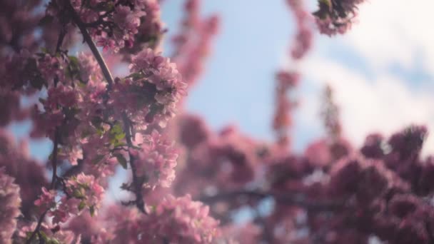 Fleurs Roses Cerisier Fleurissant Printemps Mouvement Lent — Video