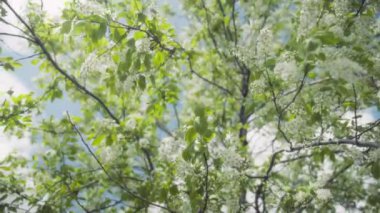 Baharda beyaz çiçeklerle açan yabanmersini ağacı. Yavaş çekim. 